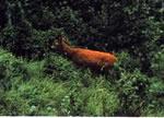 Gozdna učna pot Planina - Mirna gora 2